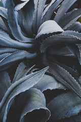 agave close up