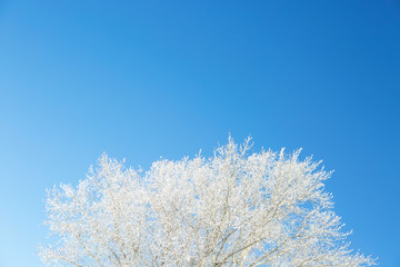 Close up of frozen branches and blue sky.