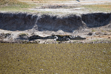 crocodiles on the shore of an African river during the dry season