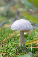 Edible mushroom grows in the forest . Nature. Spore-like plants. The plants of the forest. Meal.