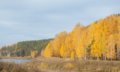 Fototapeta premium autumn landscape with trees and blue sky