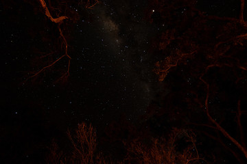 night photo in the African savannah, long exposure with stars and milky way in the middle of the African trees