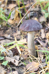 Edible mushroom grows in the forest . Nature. Spore-like plants. The plants of the forest. Meal.