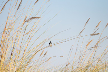 pied kingfisher in a reed bed of the okavango delta. African water birds, black and white kingfisher