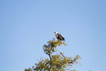 Haliaeetus vocifer (African fish eagle) standing on tree waiting for fishing close to a river during drought in Botswana