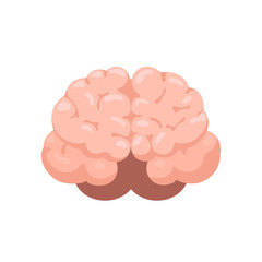 Brain front view