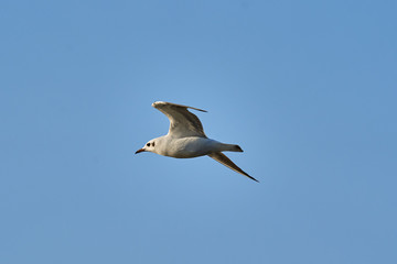 Fototapeta na wymiar Bird - a young steppe seygul (Larus chachinnans) in flight against a blue sky. Close-up.