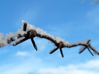 Obraz premium Rusty barbed wire covered with snow on blue sky background. Concept of boundary, prison, immigration in winter weather, freedom