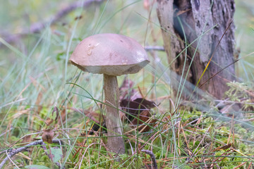 Edible mushroom grows in the forest . Nature. Spore-like plants. The plants of the forest. Meal.