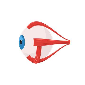 Eyeball muscles symbol