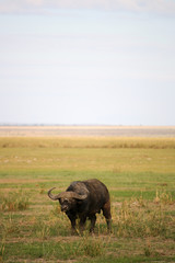 Fototapeta premium buffalo in field