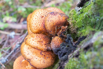 Edible mushroom grows in the forest . Nature. Spore-like plants. The plants of the forest. Meal.