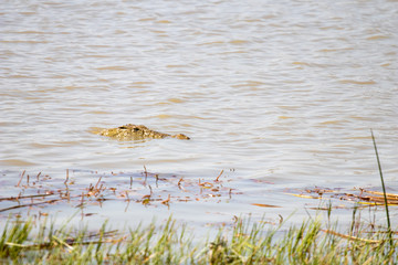 crocodiles on the shore of an African river during the dry season