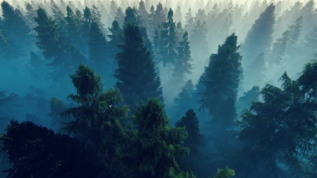 Flight over pine forest filled with morning mist, 4k