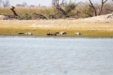 crocodiles on the shore of an African river during the dry season