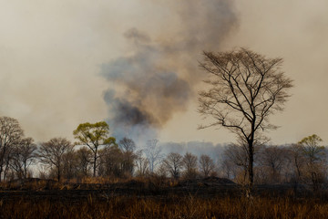 Obraz na płótnie Canvas Forest fire. Forest fire in the autumn season.
