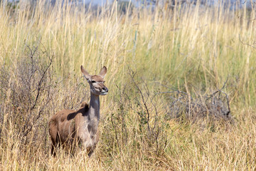 Kudu antelope in the bush, wild animals during african safari