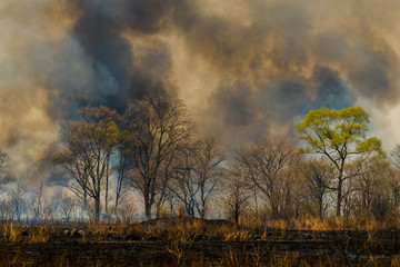 Forest fire. Forest fire in the autumn season.