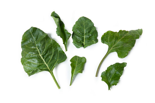 Leaves of Wild Chard, Swiss chard, Bietola, Beta vulgaris, Segale, isolated on white background