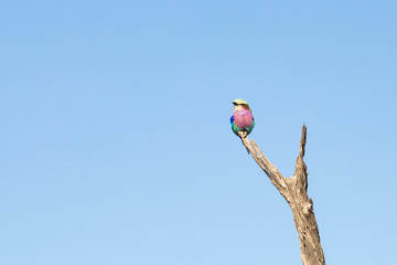 Lilac-breasted wild roller during a safari in Botswana, bird symbol of Botswana during a safari in the winter months in the dry season. Bird with many colors that lives and feeds on the ground 