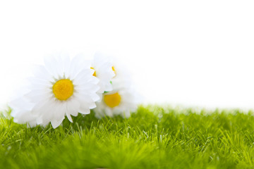 Spring meadow with daisies or chamomile in grass