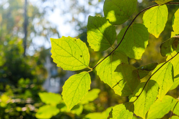Fototapeta na wymiar Branch with a green leaf Bush . Green plant. Photosynthesis.