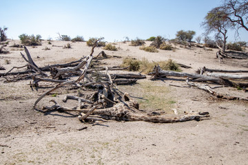 giraffe dead as a result of drought in africa, corpse of a wild giraffe dead due to global warming, animals dying of thirst due to drought, bed of a dry river in botswana - Powered by Adobe