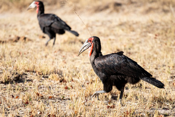 Ground hornbill walking along a meadow of the African savannah together with a companion in search of food. black bird with red mask and long beak, scavenger bird © PAOLO