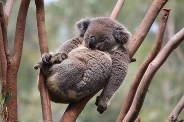 Relax Koala - obrazy, fototapety, plakaty