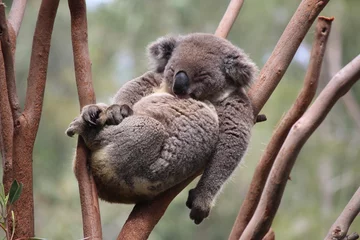 Fototapeten Entspannen Sie Koala © peter_qn