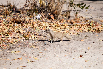 banded mongoose in the African bush in the dry season, mimetic animal