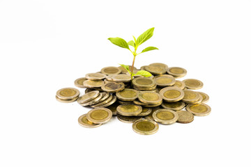 plant growing out of  coins isolated on white