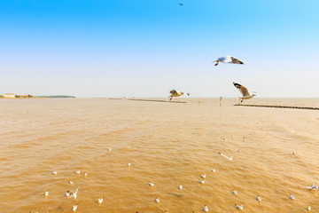 Migratory seagulls flock to the Bang Pu Seaside, Thailand during