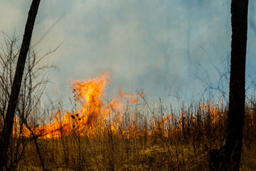 Forest fire. Forest fire in the autumn season.