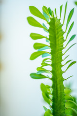 Close up of house plant branch with leaves in sunlight