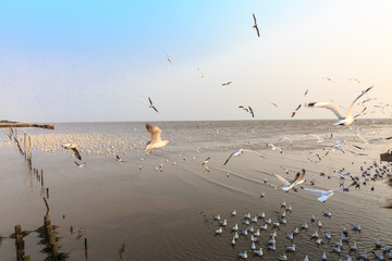 Migratory seagulls flock to the Bang Pu Seaside, Thailand during