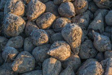 Viele Zuckerrüben Ernte im Herbst