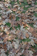 autumn leaves on the ground