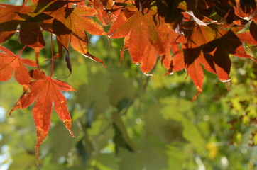 colorful leaves in autumn