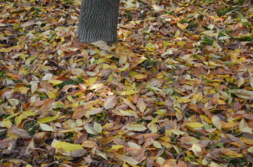 autumn leaves in the park
