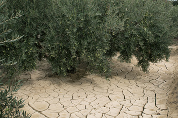 Global warming drying. Olive trees on dry mud cracks land.