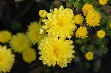 yellow flowers in the garden