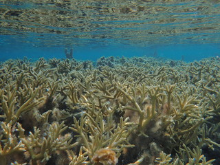 Naklejka na ściany i meble forêt de coraux