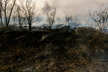 Forest fire. Forest fire in the autumn season.