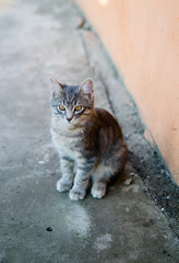 Little gray kitten sitting in country house backyard