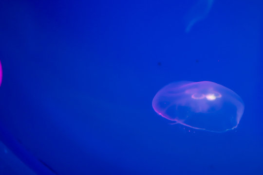 Blue lightened jellyfish in ocean on a light and bright background of water. Underwater life. Texture and background of the ocean. Tourism and underwater diving. Copy space