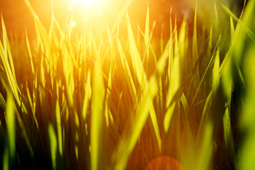 Rice on field. Green leaves background with sunrise