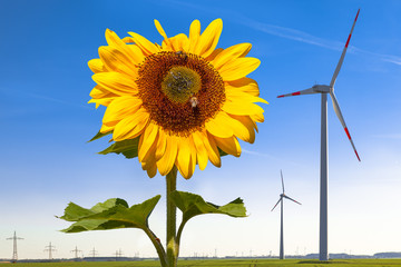 Wind Turbines with a Sunflower in the Foreground