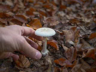 Hand is going to pick a death cap fungus (Amanita Phalloides)