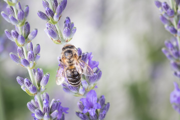 Macro of honey bee collects pollen on lavender
